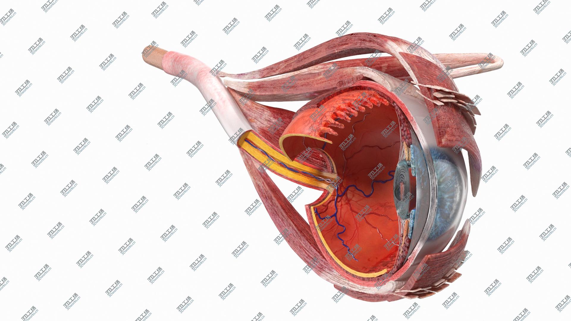 images/goods_img/202104022/Cross-Section of the Human Eye Left Part model/2.jpg